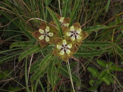 Pachycarpus concolor