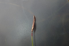 Schoenus lepidosperma lepidosperma