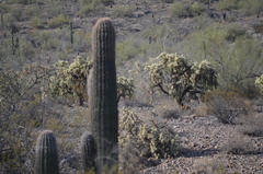 Carnegiea gigantea