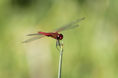 Tramea abdominalis