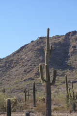 Carnegiea gigantea