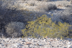 Larrea tridentata