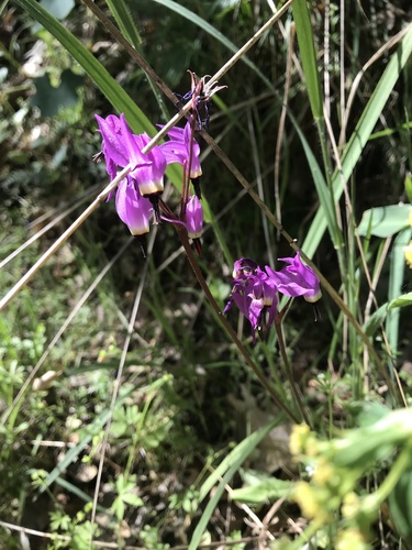 iNaturalist observation photo of Henderson's shooting star