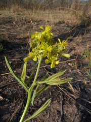 Triumfetta welwitschii