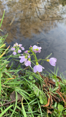 Cardamine pratensis