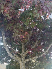 Liquidambar styraciflua