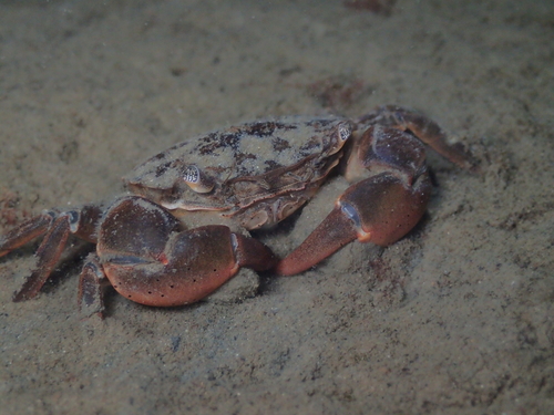 Brush-clawed Shore Crab, photo 2 of 10