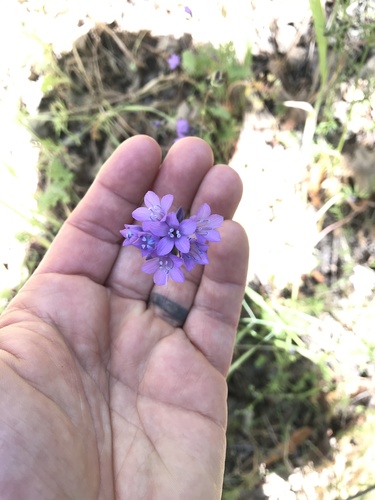iNaturalist observation photo of California gilia