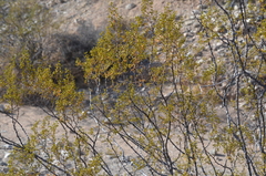 Larrea tridentata