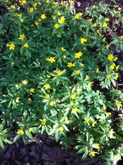 Anemonoides ranunculoides