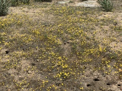 Pentachaeta aurea aurea