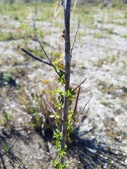 Corchorus siliquosus