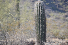 Carnegiea gigantea