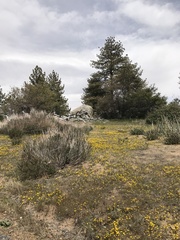 Pentachaeta aurea aurea