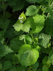 Alliaria petiolata