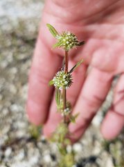 Spermacoce prostrata