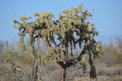 Cylindropuntia
