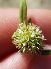 Spermacoce prostrata