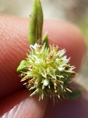 Spermacoce prostrata