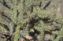 Cylindropuntia