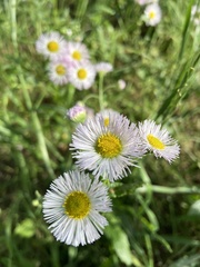 Erigeron philadelphicus
