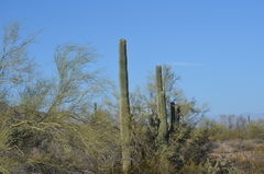 Carnegiea gigantea
