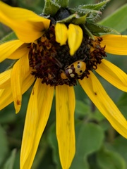 Paranapiacaba connexa