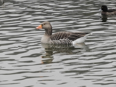 Anser anser
