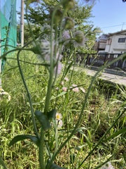 Erigeron philadelphicus