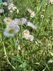 Erigeron philadelphicus