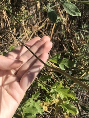 Dichelostemma congestum