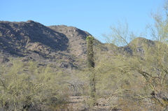 Parkinsonia