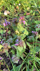 Lamium purpureum