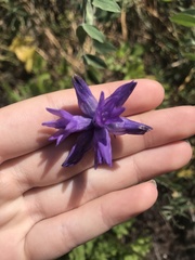 Dichelostemma congestum
