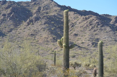 Carnegiea gigantea