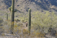 Carnegiea gigantea