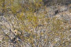 Larrea tridentata
