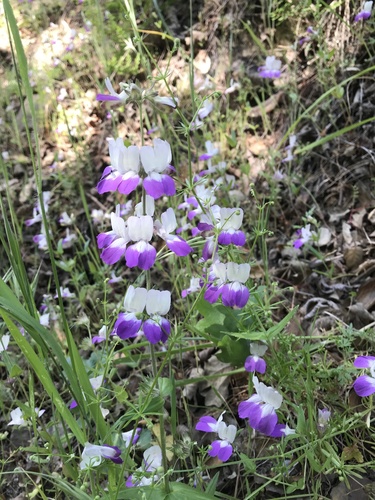 iNaturalist observation photo of Purple Chinese Houses