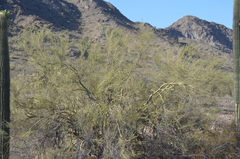 Parkinsonia