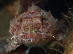 Taurulus bubalis