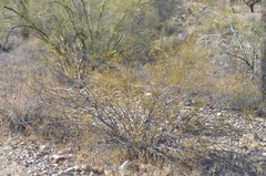 Larrea tridentata