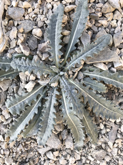 Mentzelia laevicaulis