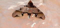 Amplypterus panopus