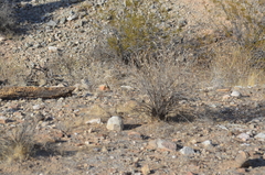 Larrea tridentata