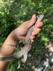 Leiolepis belliana