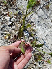Verbena scabra