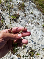 Verbena scabra