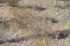 Heliantheae