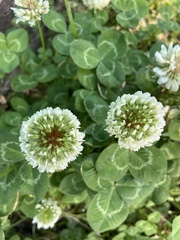 Trifolium repens