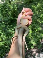 Leiolepis belliana